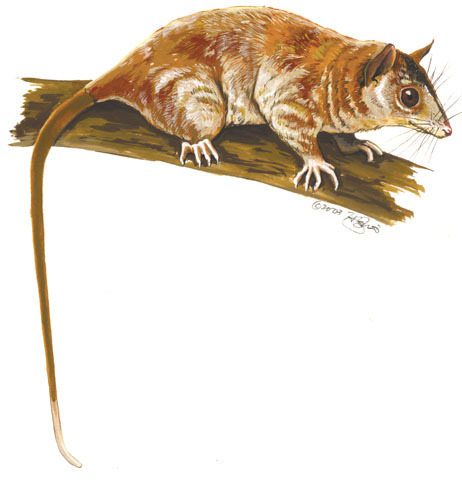 Caluromyinae