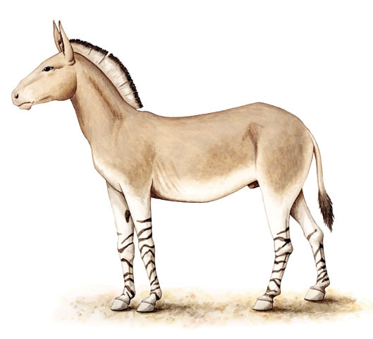 Equus_africanus