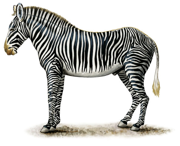 Equus grevyi