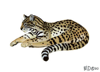 Leopardus