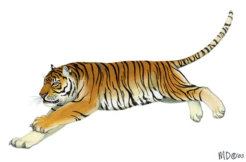 Panthera_tigris