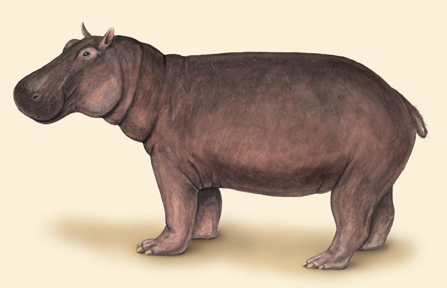 Hippopotamidae