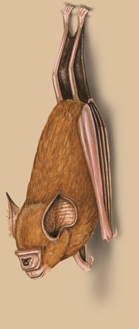 Hipposideridae