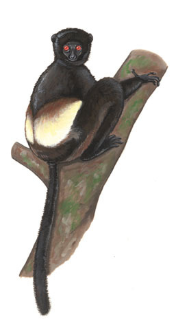 Propithecus diadema