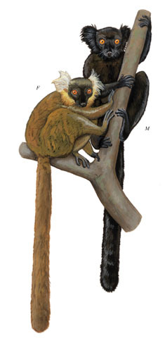 Lemur_macaco