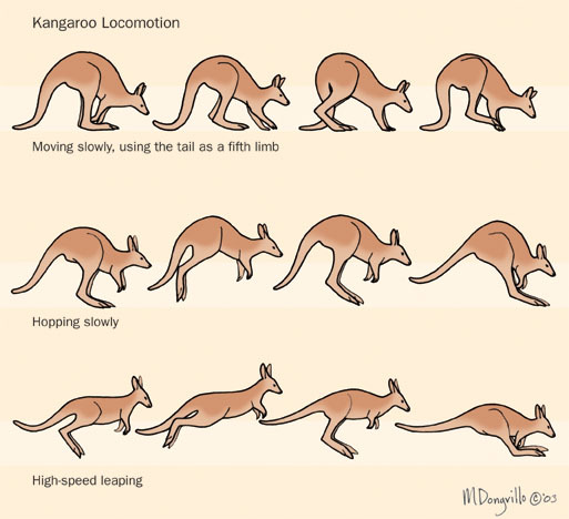 kangaroo_locamotion