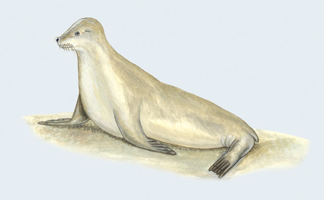 Otariidae