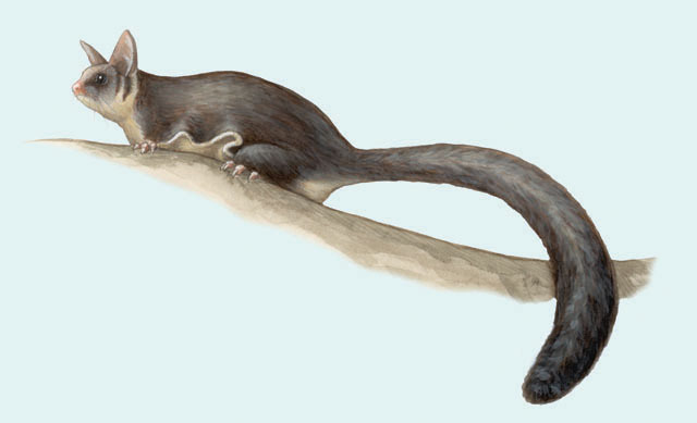Petaurus australis