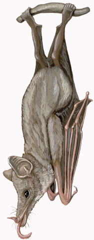 Phyllostomidae