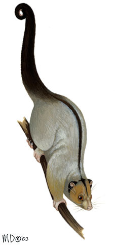 Pseudochirulus canescens