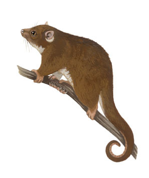 Pseudocheiridae