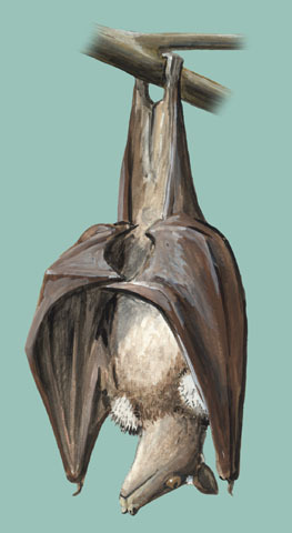 Pteropodidae