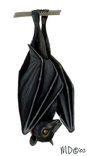 Pteropus tonganus
