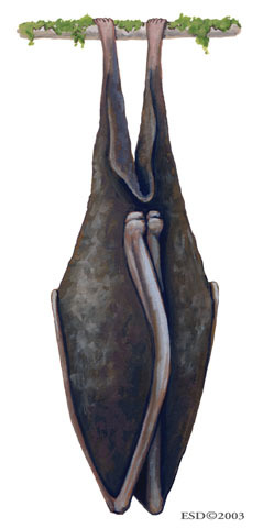 Rhinolophidae