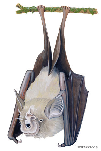 Rhinolophus