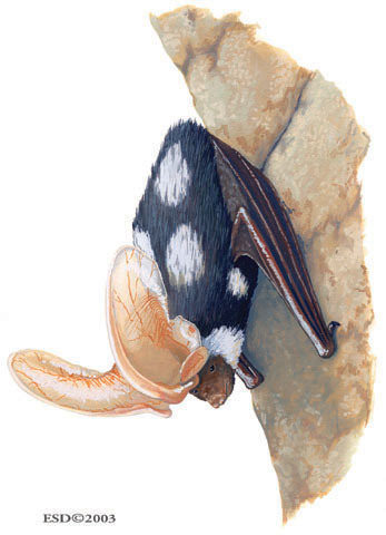 Euderma maculatum