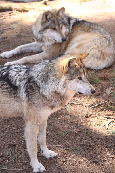 Mexican_wolf6821