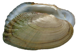 fluted_shell_bs