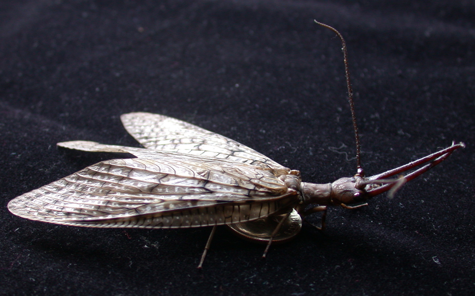 dobsonfly3