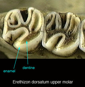 Erethizon dorsatum