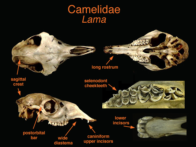Camelidae