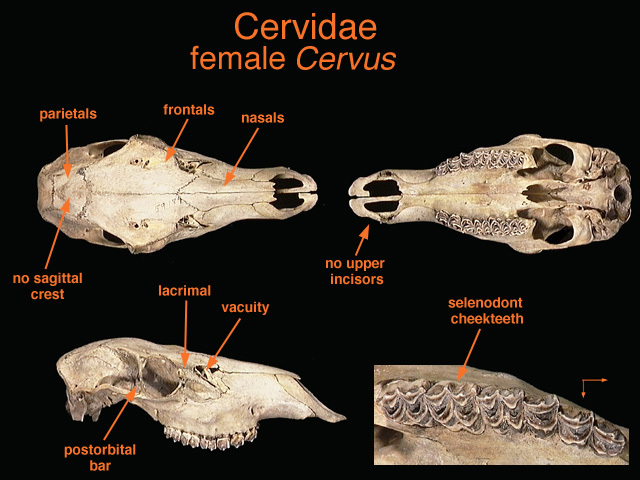 Cervidae
