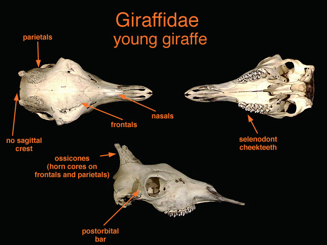 giraffidae