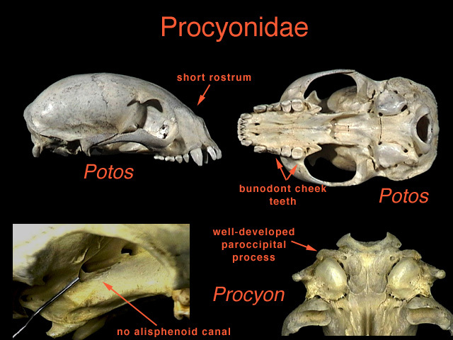 Procyonidae