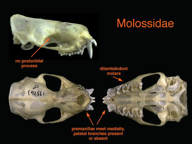 molossidae