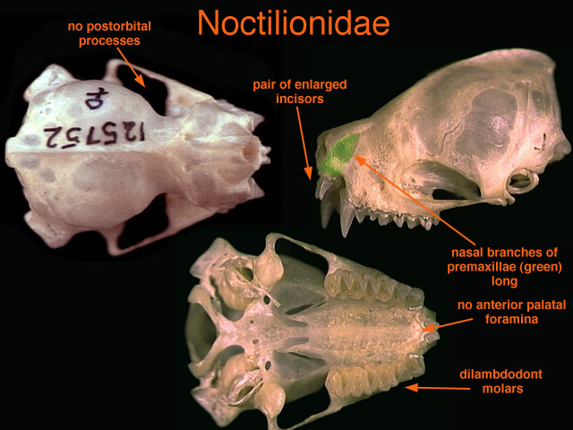 Noctilionidae