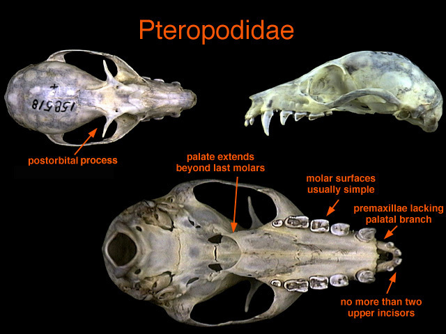 pteropodidae