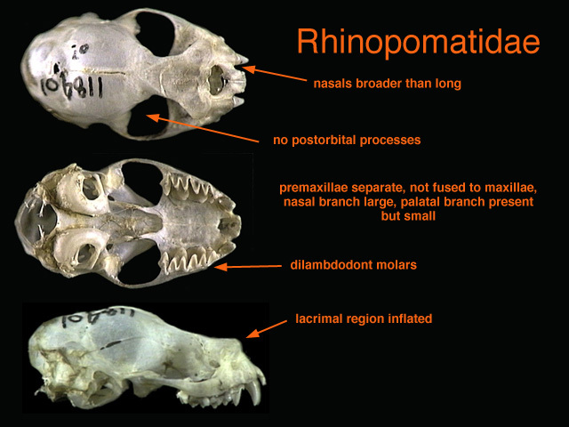 rhinopomatidae