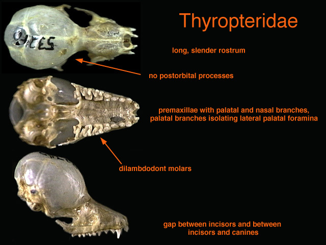 thyropteridae