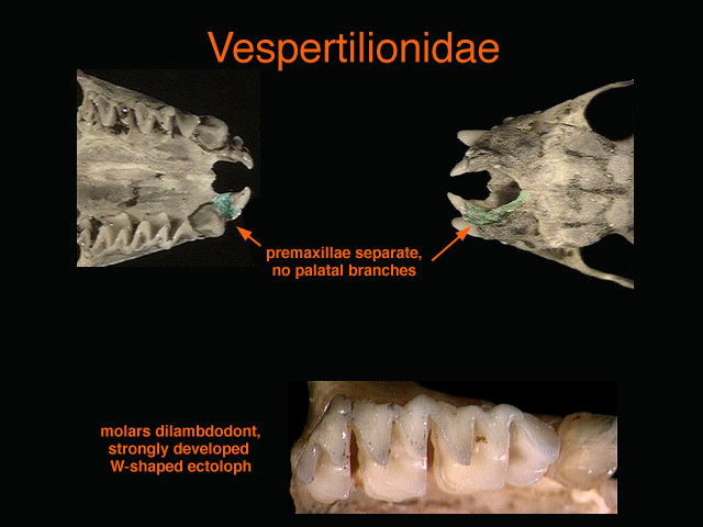 vespertilionidae2