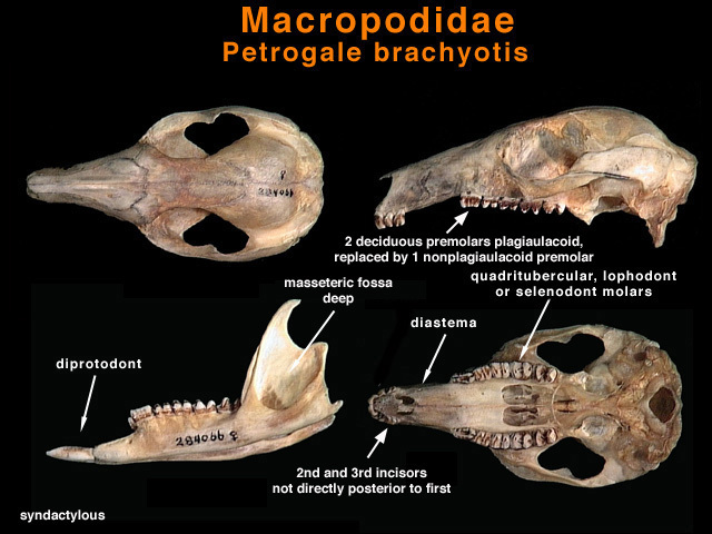 Diprotodontia