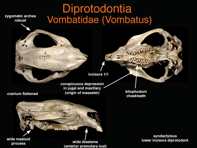 vombatidae