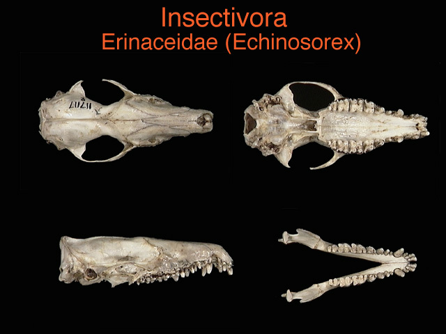 Echinosorex gymnura