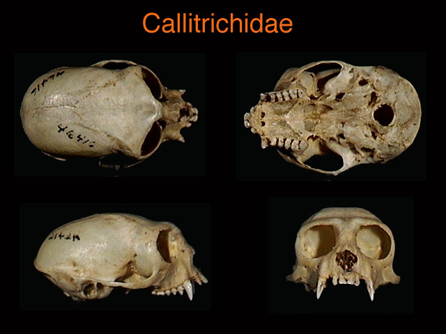 callitrichidae