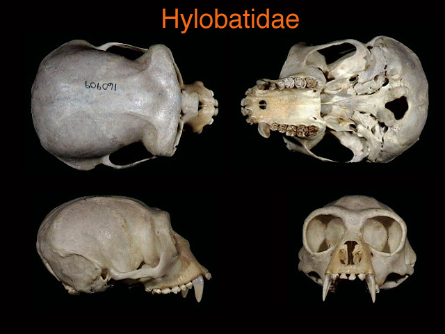 hylobatidae