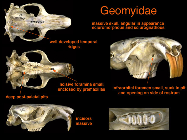 geomyidae