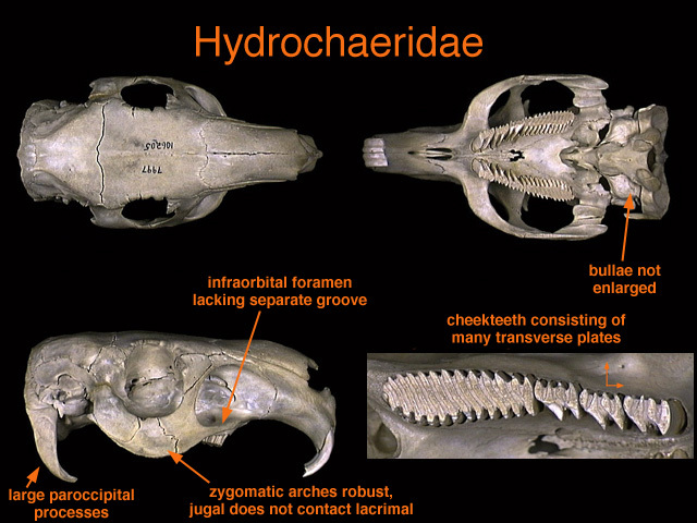Hydrochoerus