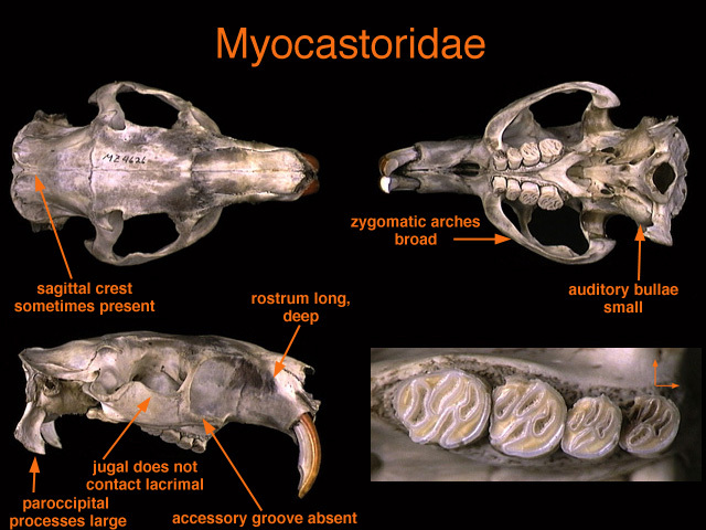 myocastoridae