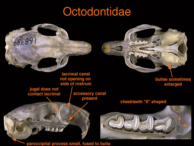 octodontidae