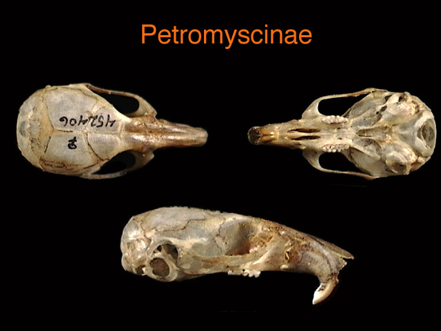 Petromyscus collinus