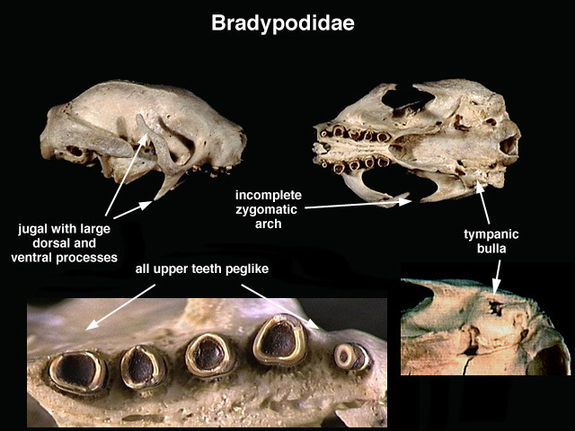 bradypodidae