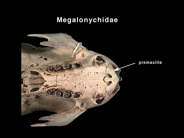 Megalonychidae