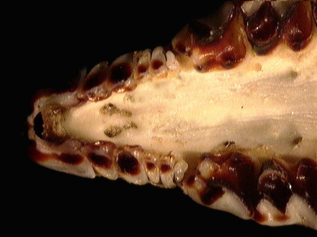Gnathostomata