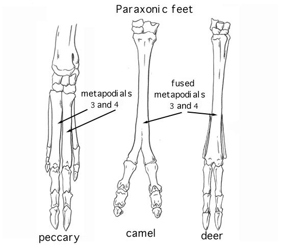 paraxonic_feet