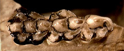 Oenomys hypoxanthus