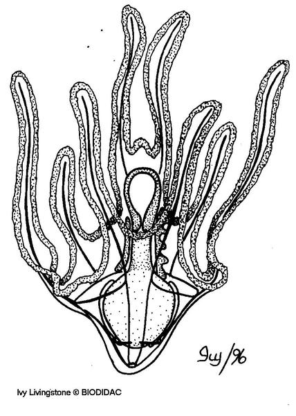 echinopluteus